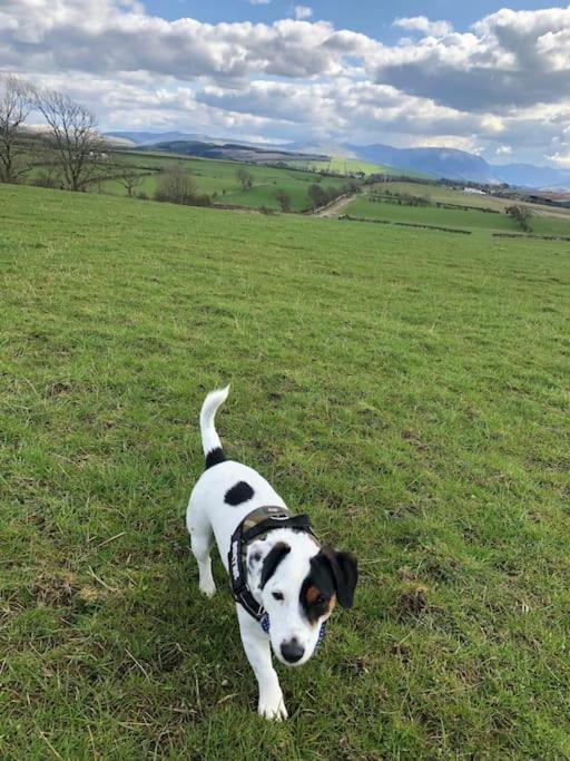 Barncroft: Dogs Welcome, Dog Care Services Offered 科克茅斯 外观 照片